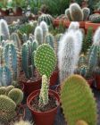 Cacti display at Van Hage Garden Centre